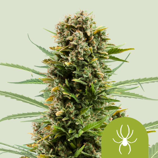 White Widow Automatic | Autoflower - RQS White Widow Automatic | Autoflower - RQS
