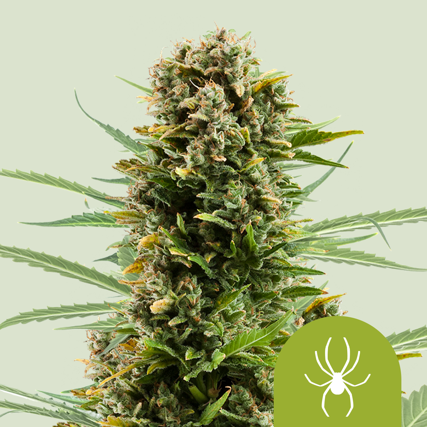 White Widow Automatic | Autoflower – RQS