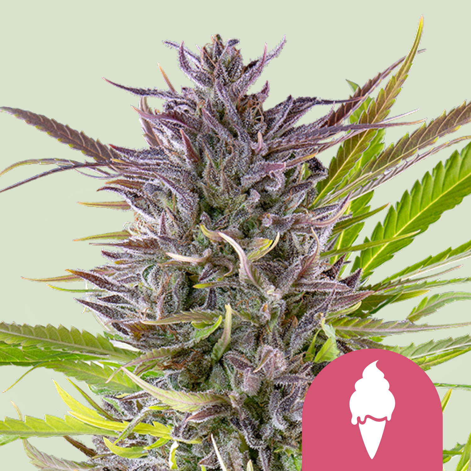 Green Gelato | Feminized - RQS