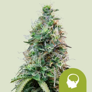 Amnesia Haze Automatic | Autoflower - RQS