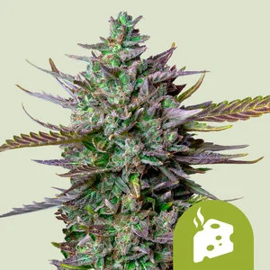 Blue Cheese Automatic | Autoflower - RQS