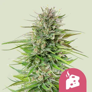 Blue Cheese  | Feminized - RQS