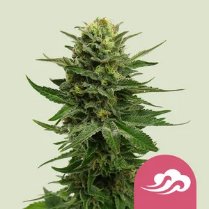 Blue Mystic | Feminized - RQS
