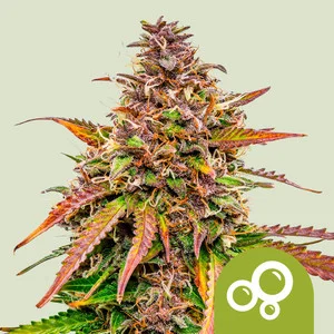 Bubble Kush Automatic | Autoflower - RQS