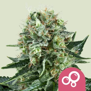 Bubble Kush | Feminized - RQS