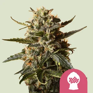 Bubblegum XL | Feminized - RQS