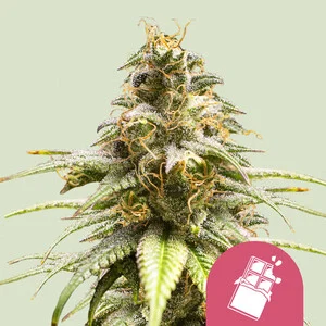 Chocolate Haze  | Feminized - RQS