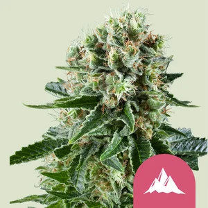 Critical Kush | Feminized - RQS