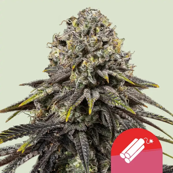dynamite-diesel