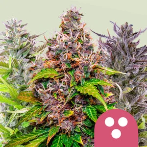 Feminized Mix | Feminized - RQS