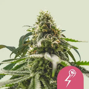 Green Crack Punch USA  | Feminized - RQS