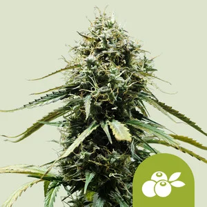 Haze Berry Automatic | Autoflower - RQS