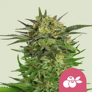 Haze Berry | Feminized - RQS