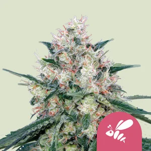 Honey Cream Fast | Feminized - RQS