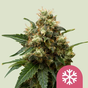 Ice | Feminized - RQS