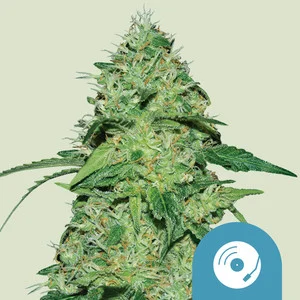 Joanne's CBD | CBD - RQS