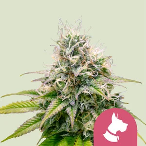 Kali Dog | Feminized - RQS