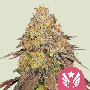 Legendary OG Punch USA  | Feminized - RQS