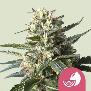 Lemon Shining Silver Haze  | Feminized - RQS