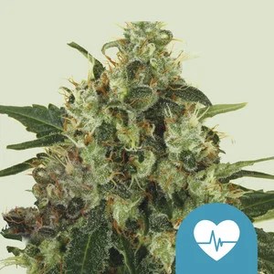 medical-mass Medical Mass | CBD - RQS