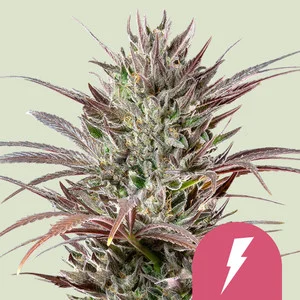 North Thunderfuck USA  | Feminized - RQS