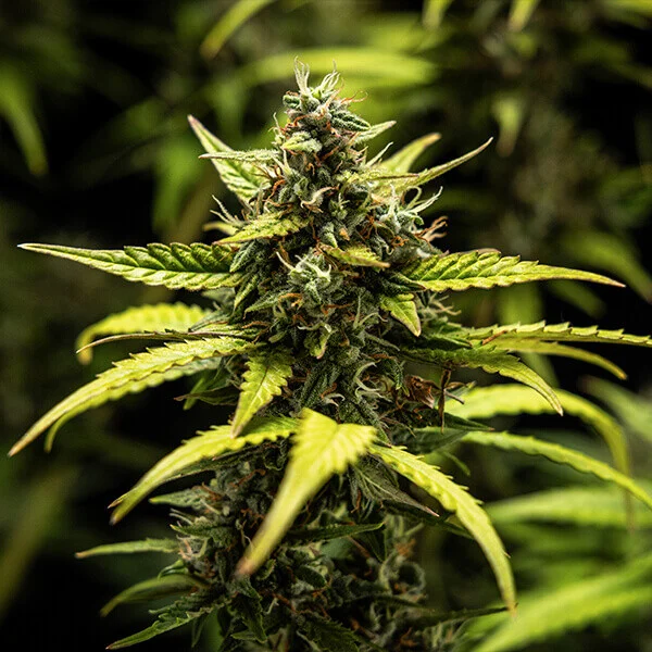 yc-sour-d-automatic-