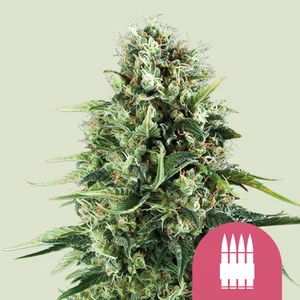 Royal AK | Feminized - RQS