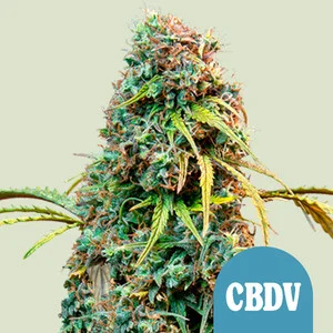 Royal CBDV Automatic | CBD - RQS