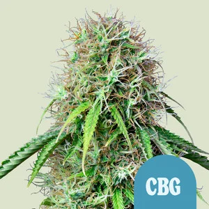 Royal CBG Automatic | CBD - RQS