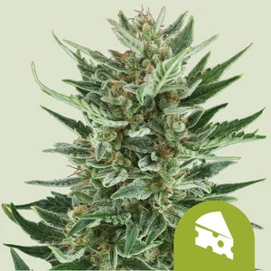 Royal Cheese Automatic | Autoflower - RQS