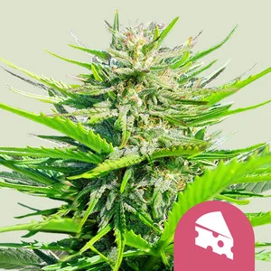 Royal Cheese Fast | Feminized - RQS