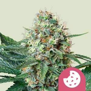 Royal Cookies USA  | Feminized - RQS