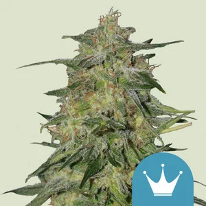 Royal Highness | CBD - RQS