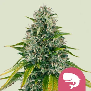 Royal Moby | Feminized - RQS