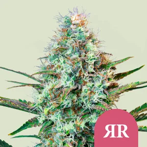 Royal Runtz USA  | Feminized - RQS