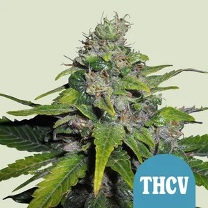 Royal THCV | CBD - RQS