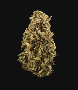 herbet-queen-automatic-1.