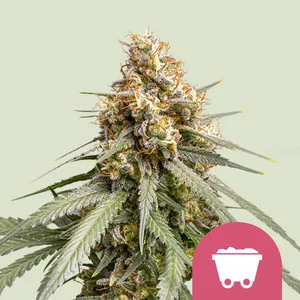 Shining Silver Haze | Feminized - RQS