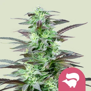Skunk XL | Feminized - RQS