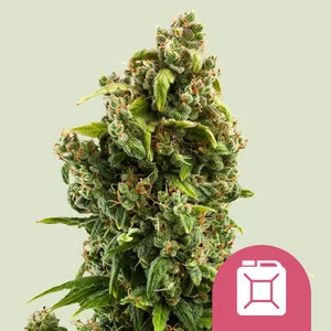 Sour Diesel | Feminized - RQS
