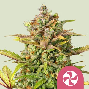 Sweet ZZ USA  | Feminized - RQS