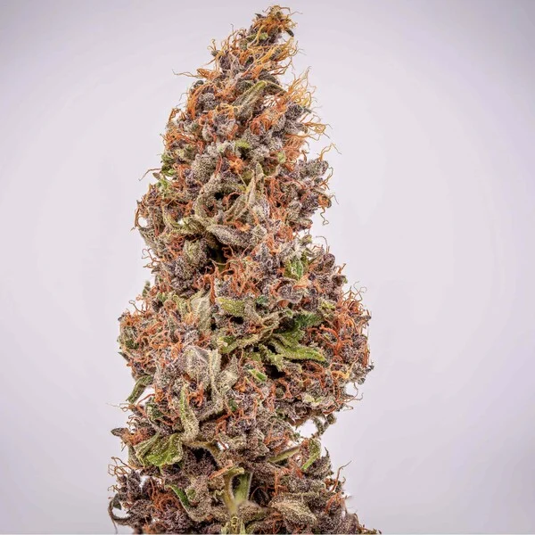 watermelon-automatic