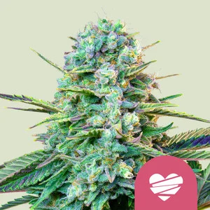 Wedding Crasher USA  | Feminized - RQS