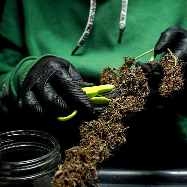 Cannabis toppen worden gesnoeid met mini-snoeischaar