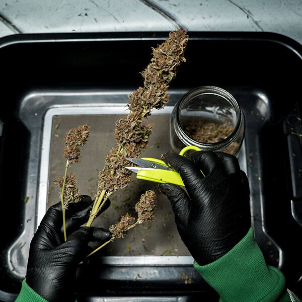 Mini-snoeischaar snoeit cannabis in een bak