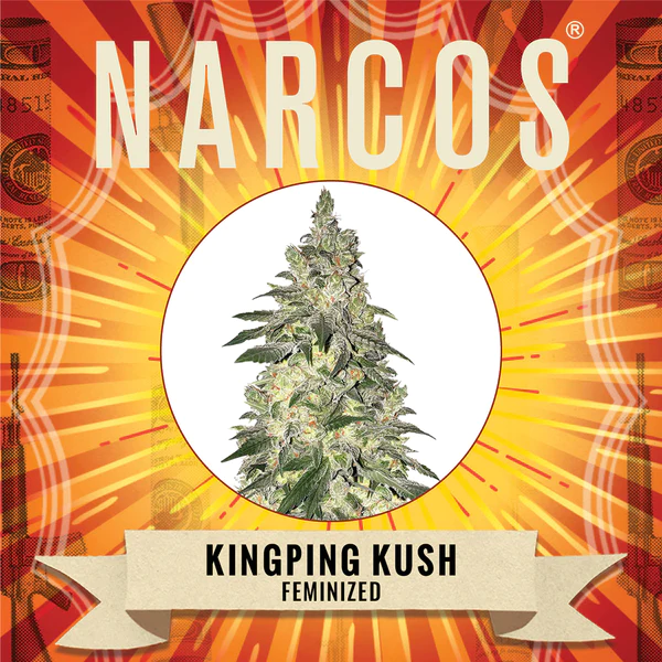 Kingping-kush-1