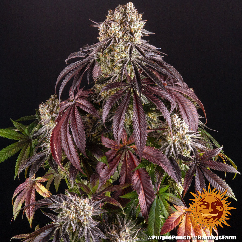 purple-punch_2_245348