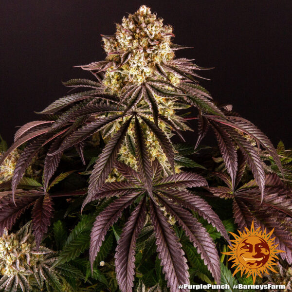 purple-punch_8_245273