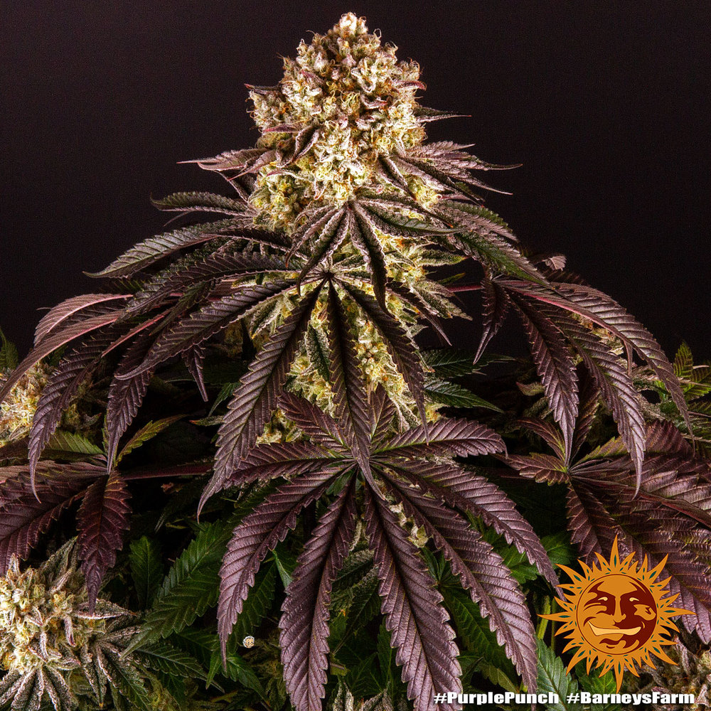 purple-punch_8_245273