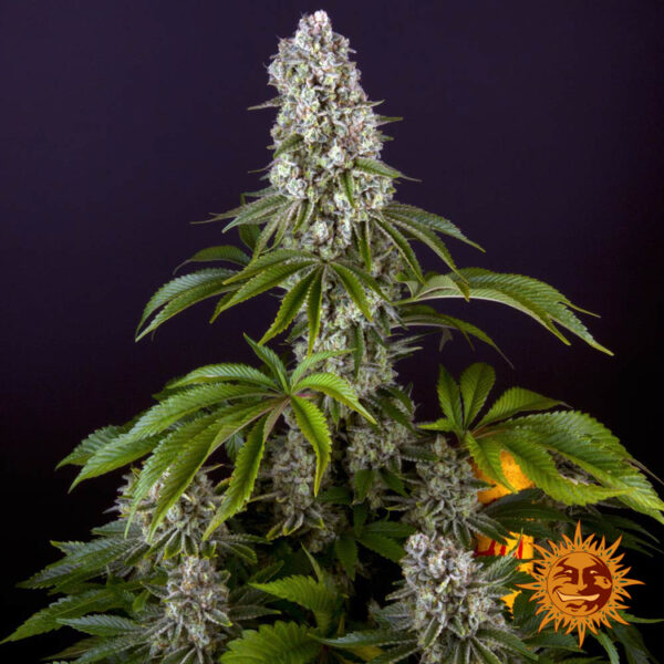 tropicanna-banana_4_612190